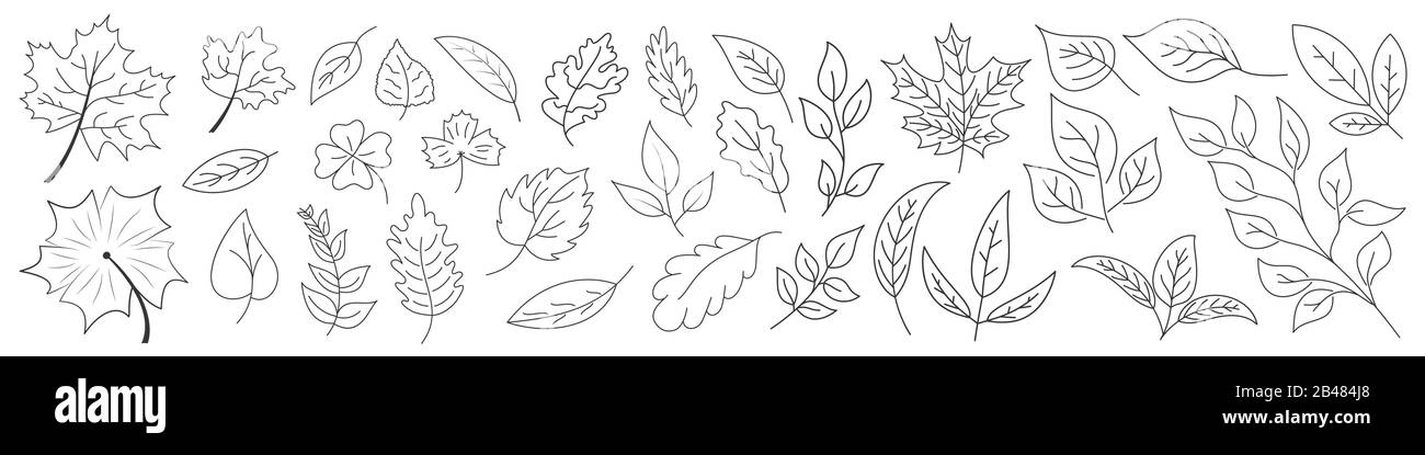 Set di Foglie in linea sottile. Icone lamine lineari. Foglie di contorno isolate. Illustrazione del vettore. Illustrazione Vettoriale