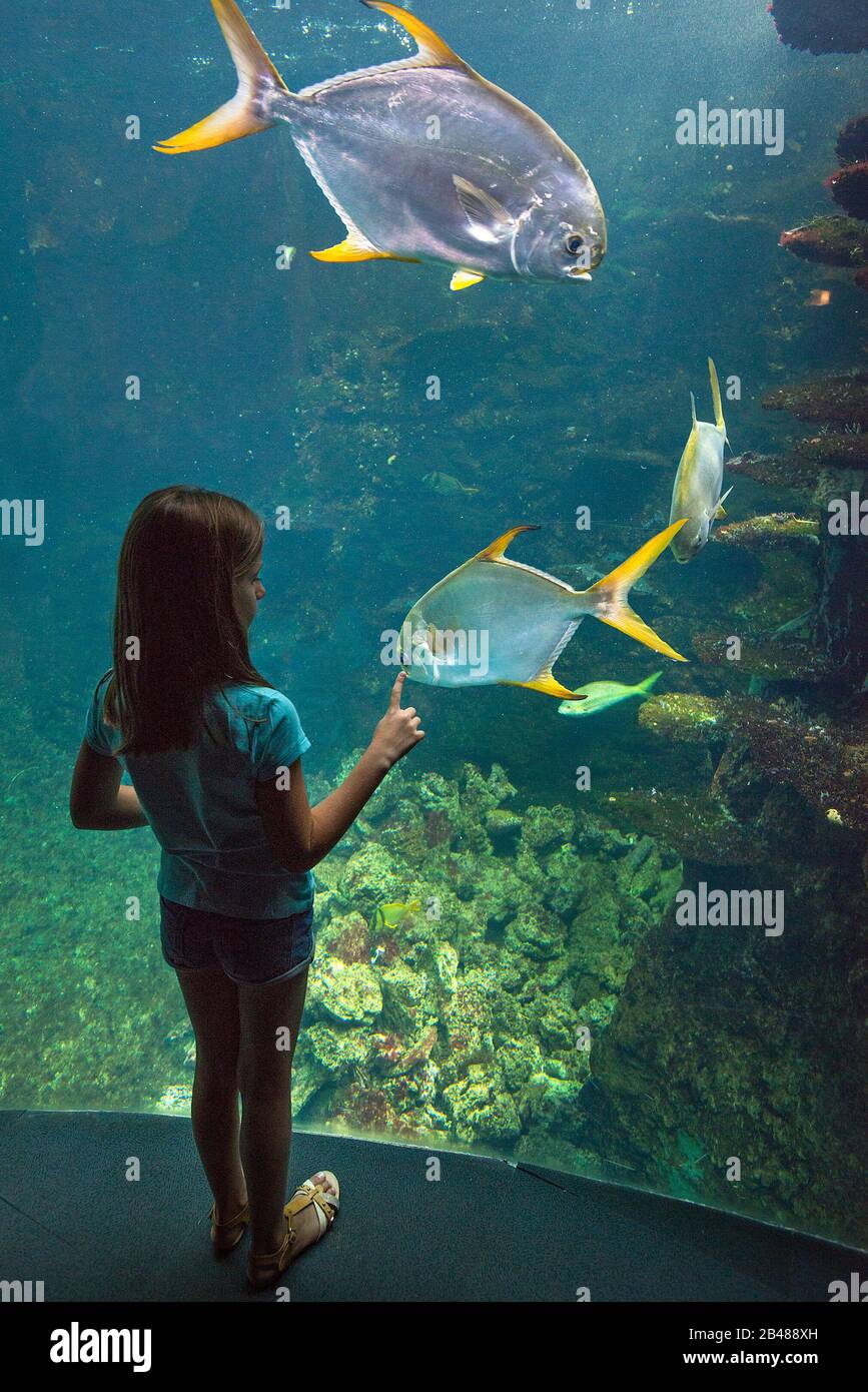 Giovane ragazza che guarda pesce, Nausicaá Aquarium, Boulogne sur Mer, Francia Foto Stock
