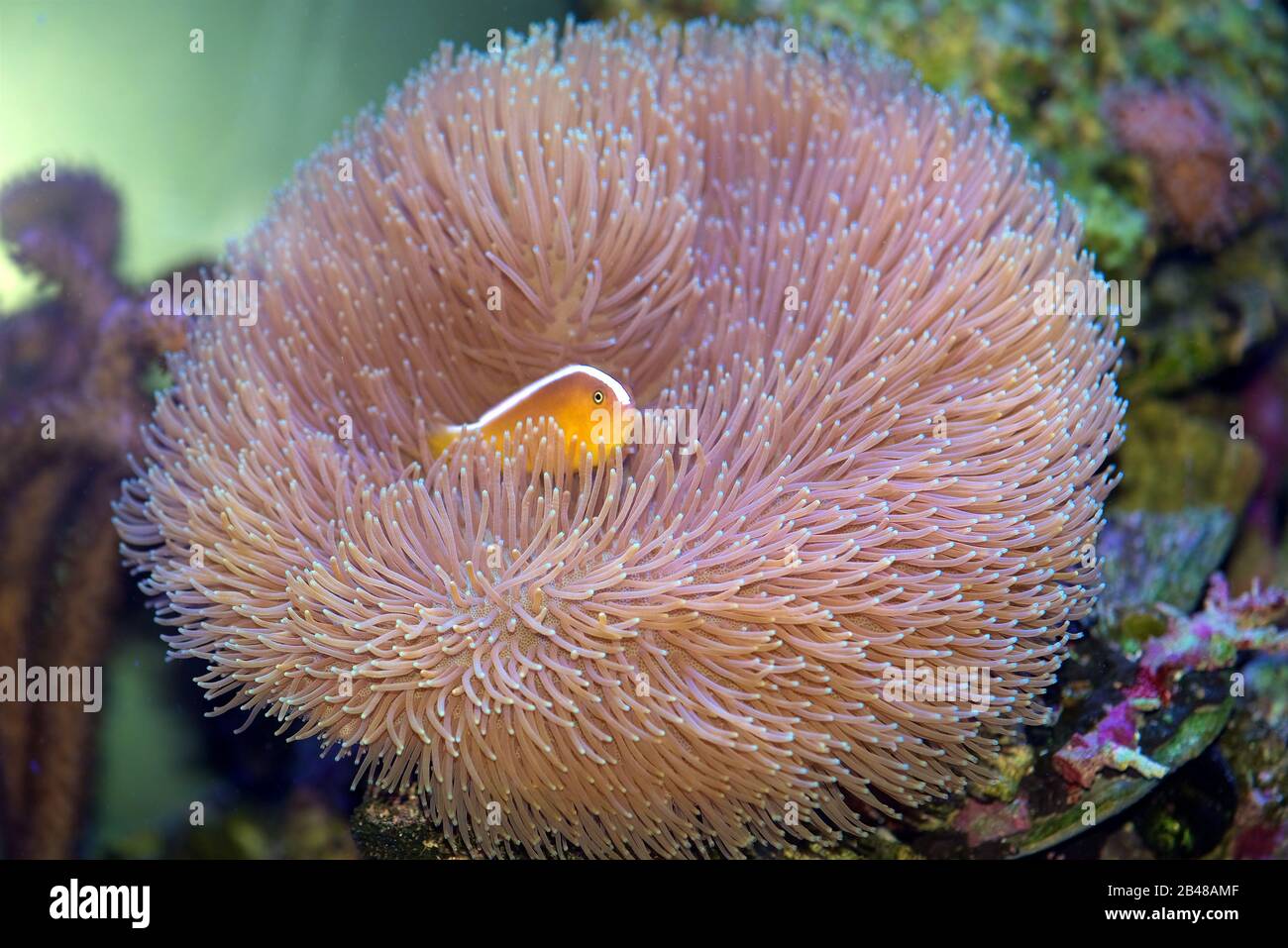 Orange Skunk Clownfish, Amphiprion sandaracinos, usando un corallo toadstool invece di un anemone di mare Foto Stock