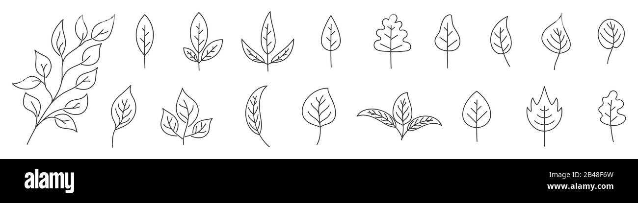 Set di Foglie in linea sottile. Foglie di contorno isolate. Illustrazione del vettore. Icone lamine lineari. Illustrazione Vettoriale