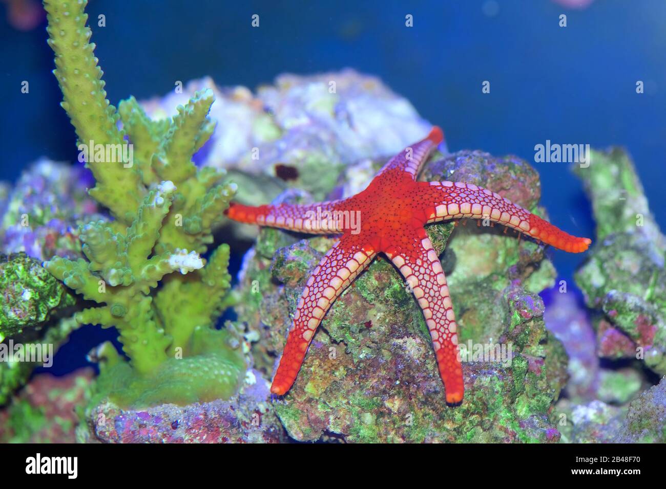 Sea Star, Collana o Marble Starfish, Fromia Monilis, arrampicata su roccia viva vicino a un verde bolla disco fungo corallo, Ricordea yuma Foto Stock