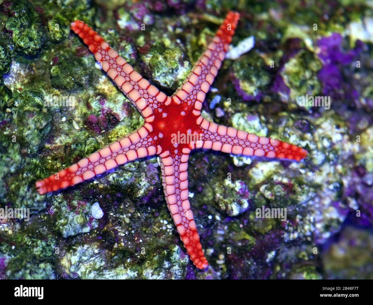 Sea Star, Collana o Marble Starfish, Fromia Monilis, arrampicata su roccia viva vicino a un verde bolla disco fungo corallo, Ricordea yuma Foto Stock