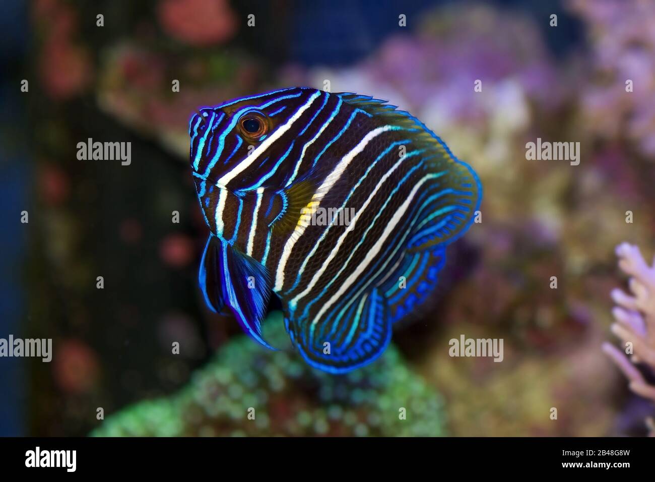 Il mare azzurro Angelfish, Pomacanthus xanthometopon, in colori giovanili Foto Stock