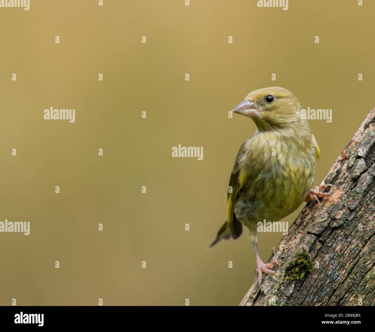 Verde Giovanile (Carduelis Cloris) Foto Stock