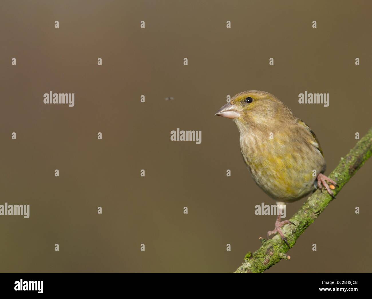 Verde Giovanile (Carduelis Cloris) Foto Stock