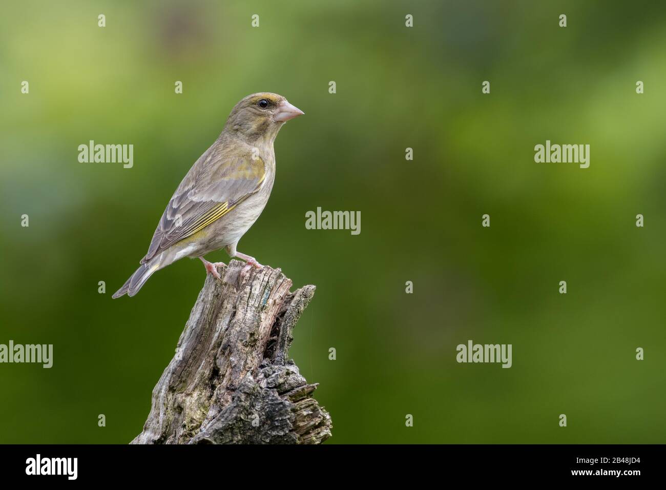 Verde Giovanile (Carduelis Cloris) Foto Stock