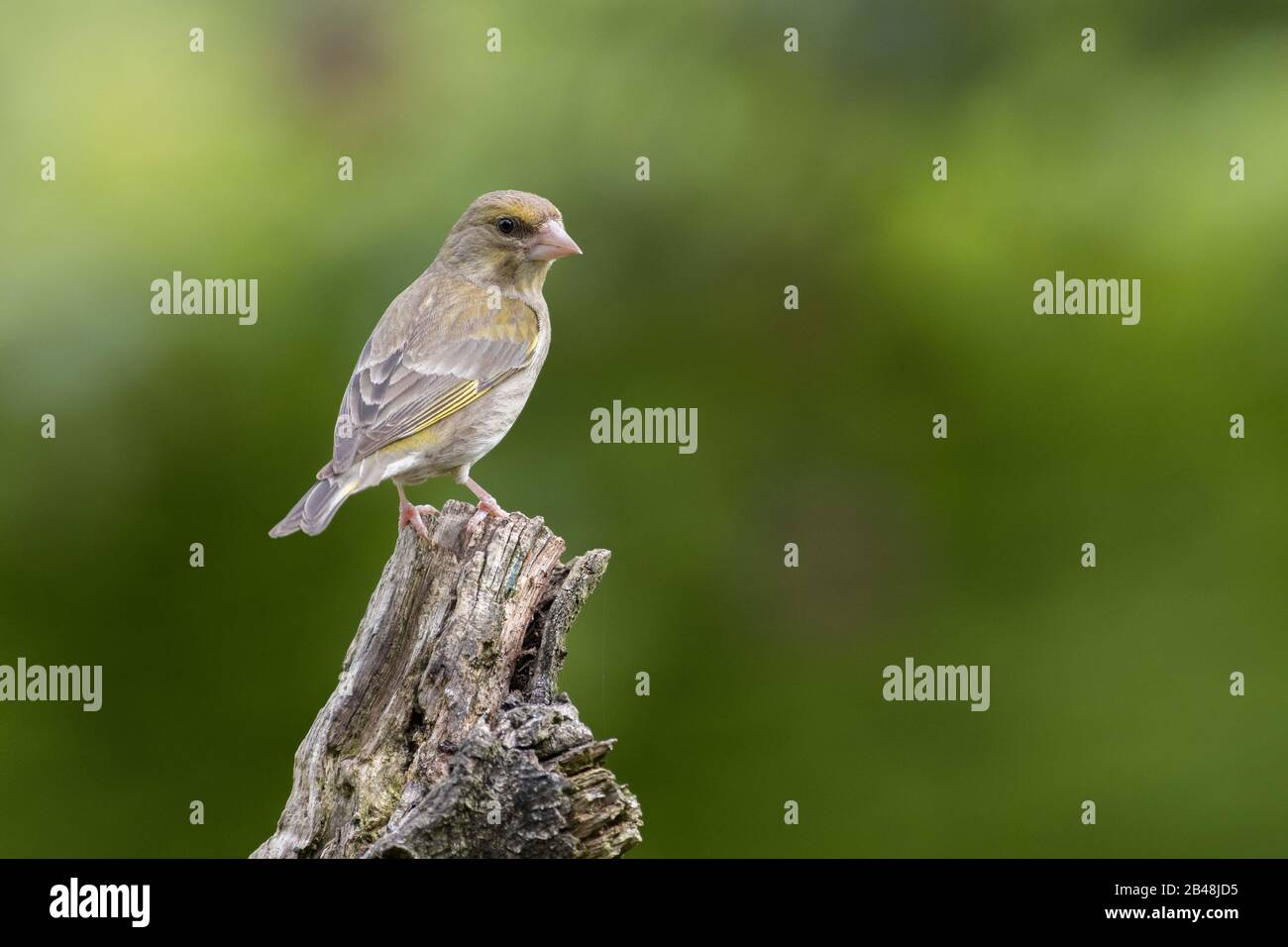 Verde Giovanile (Carduelis Cloris) Foto Stock