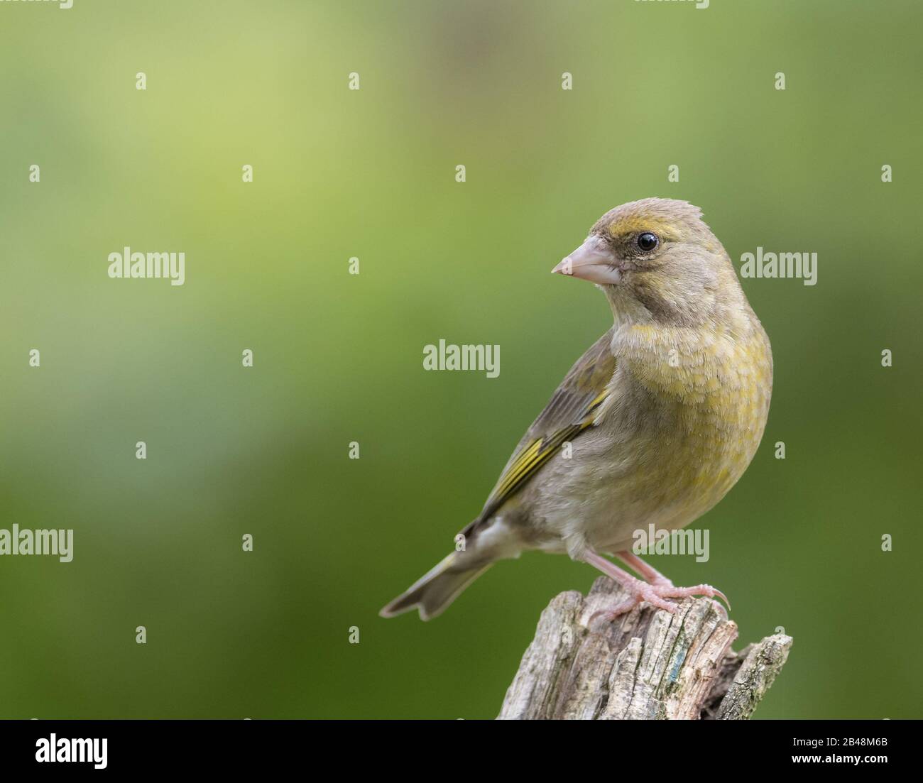 Verde Giovanile (Carduelis Cloris) Foto Stock