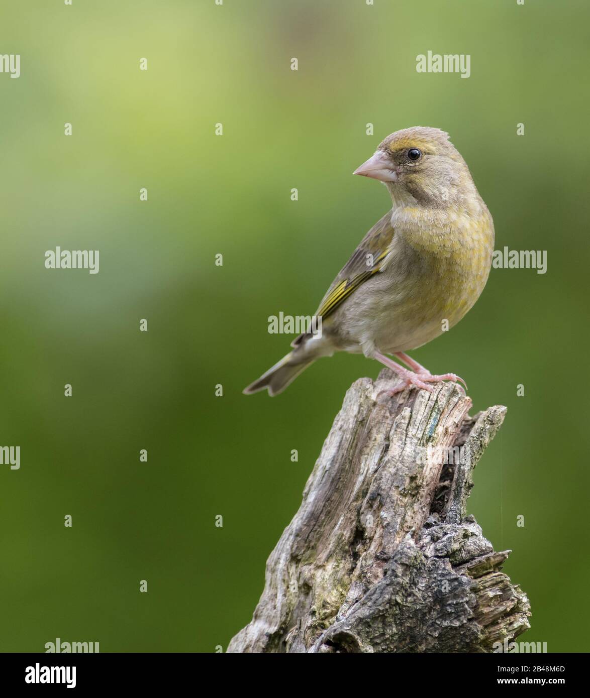 Verde Giovanile (Carduelis Cloris) Foto Stock