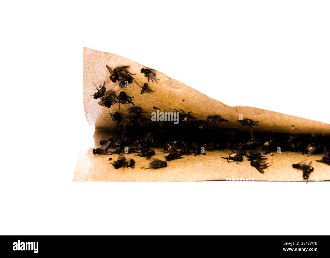 Nastro adesivo pieghevole con mosche intrappolate su una superficie estremamente appiccicosa Foto Stock