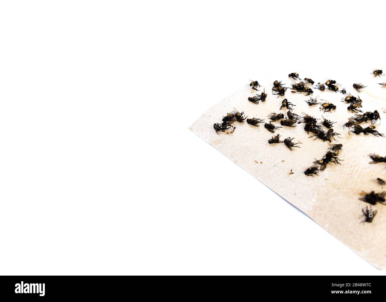 Vista dall'alto primo piano mucchio di housefly intrappolato su nastro di carta appiccicosa isolato su bianco Foto Stock