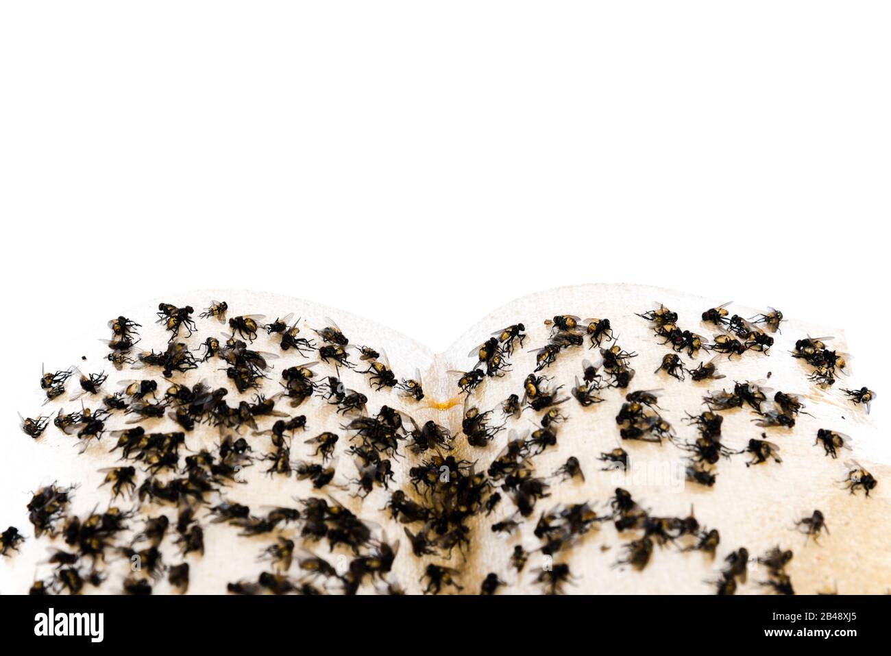 Vista dall'alto primo piano mucchio di housefly intrappolato su nastro di carta appiccicosa isolato su bianco Foto Stock