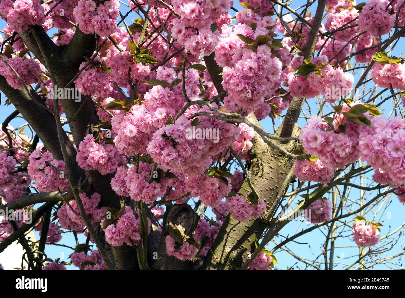 Albero con fiori primaverili a Camden Town Londra Foto Stock