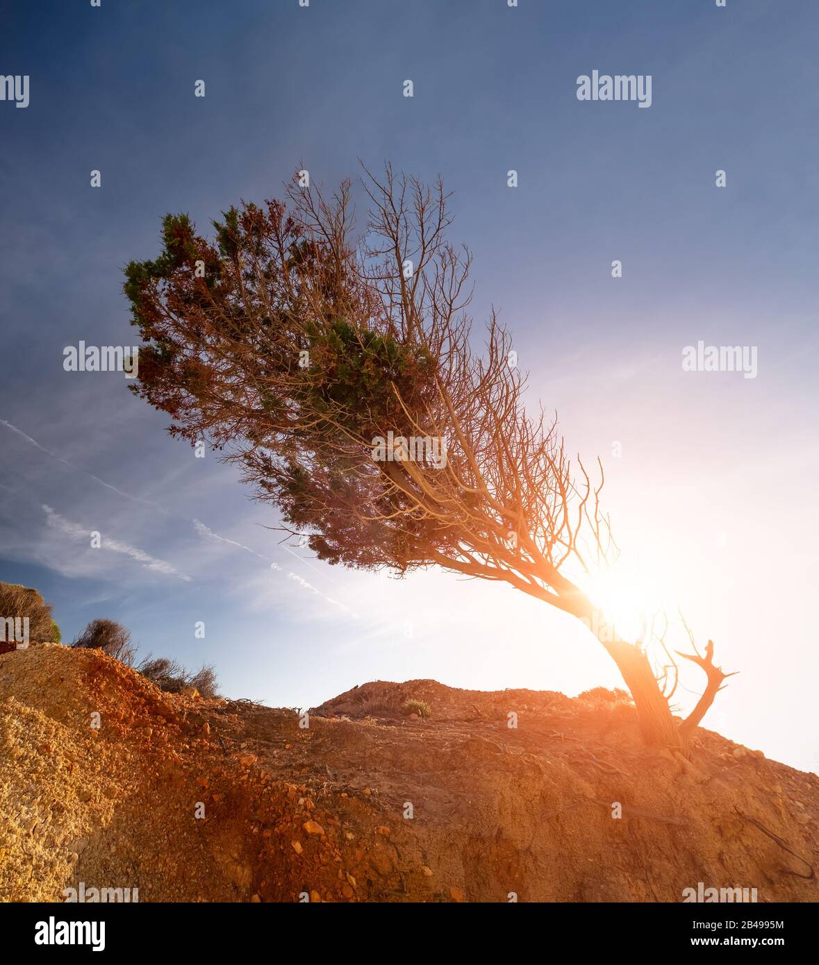 Vista mozzafiato di solitario albero crescente siccità roccia desertica. Concetto di riscaldamento globale. Sfondo natura mediterranea. Incredibile tramonto cielo e sole serale Foto Stock