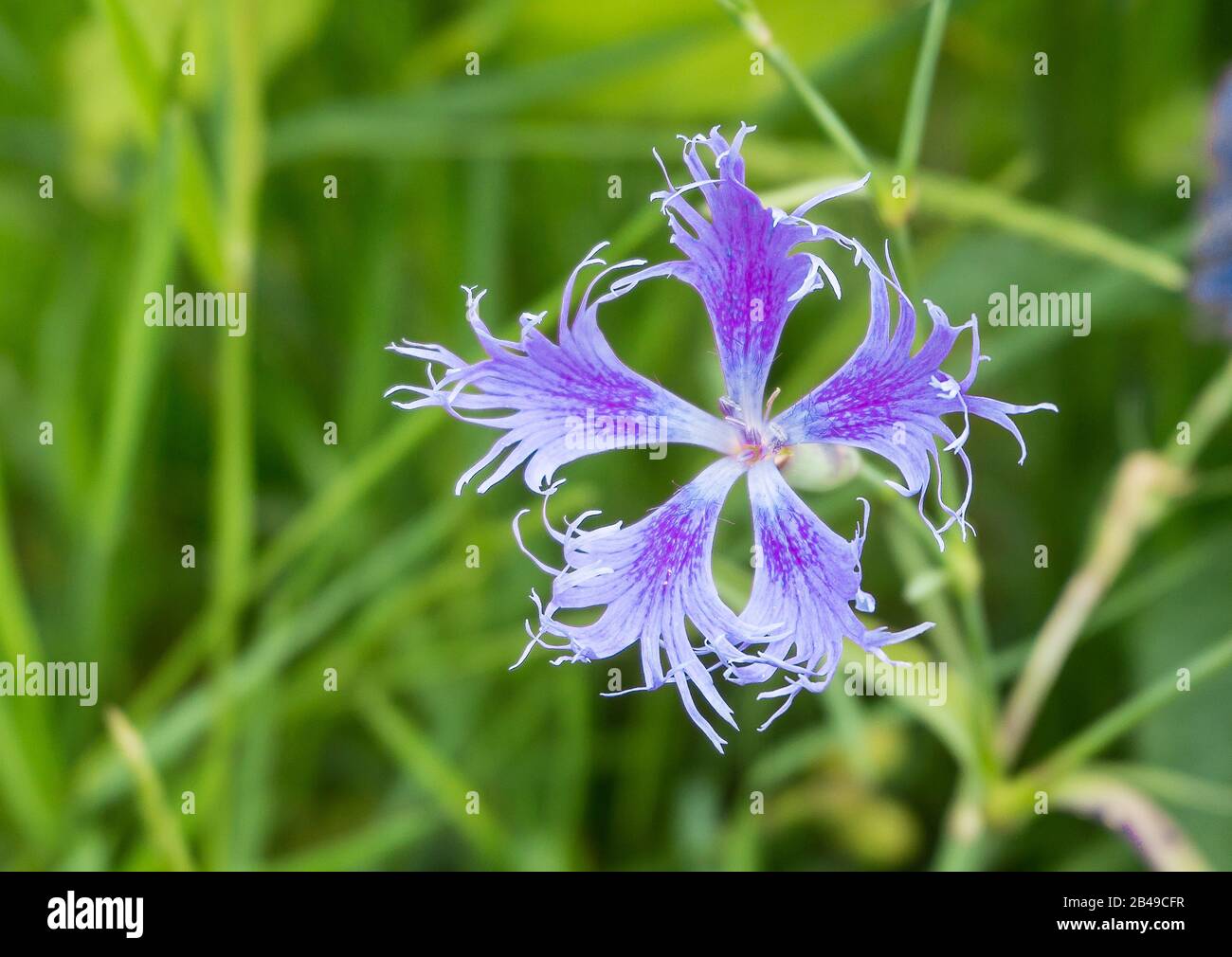 Chiaro viola Frange Dianthus Superbus.Botanist Theophrastus ha dato questi fiori il nome del genere Dianthus, che significa "fiore divino". Foto Stock