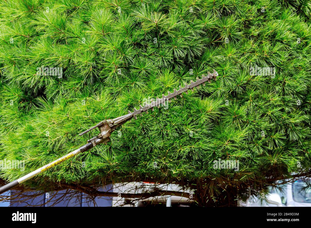 I rami di potatura lavorano nel giardino, tagliano rami di albero e cespugli. Foto Stock