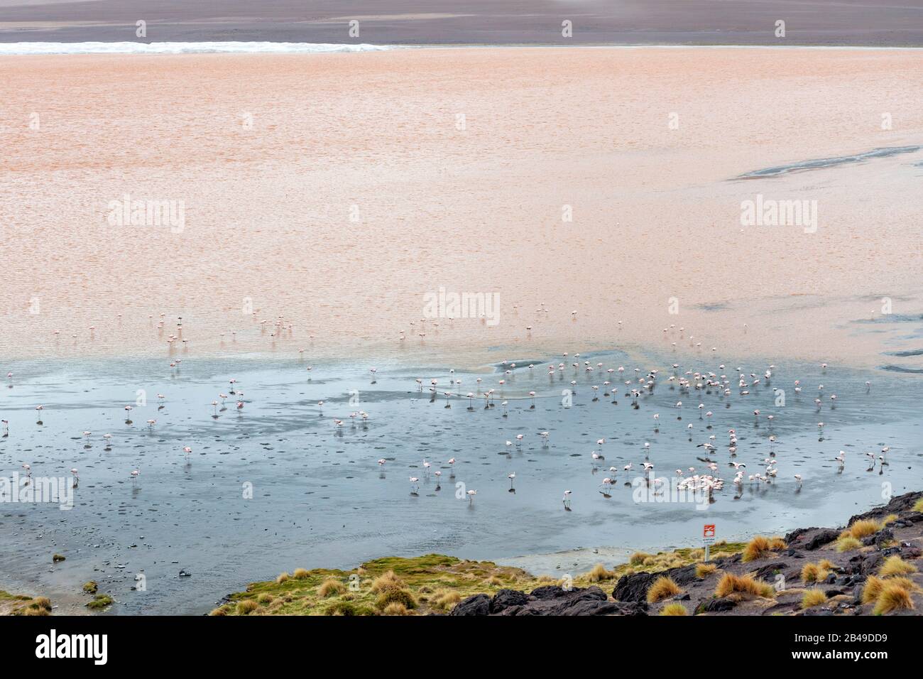 Fenicotteri a Laguna Colorada, un lago di sale a sud-ovest dell'altiplano della Bolivia. Foto Stock