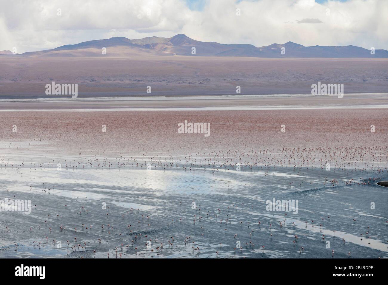 Fenicotteri a Laguna Colorada, un lago di sale a sud-ovest dell'altiplano della Bolivia. Foto Stock