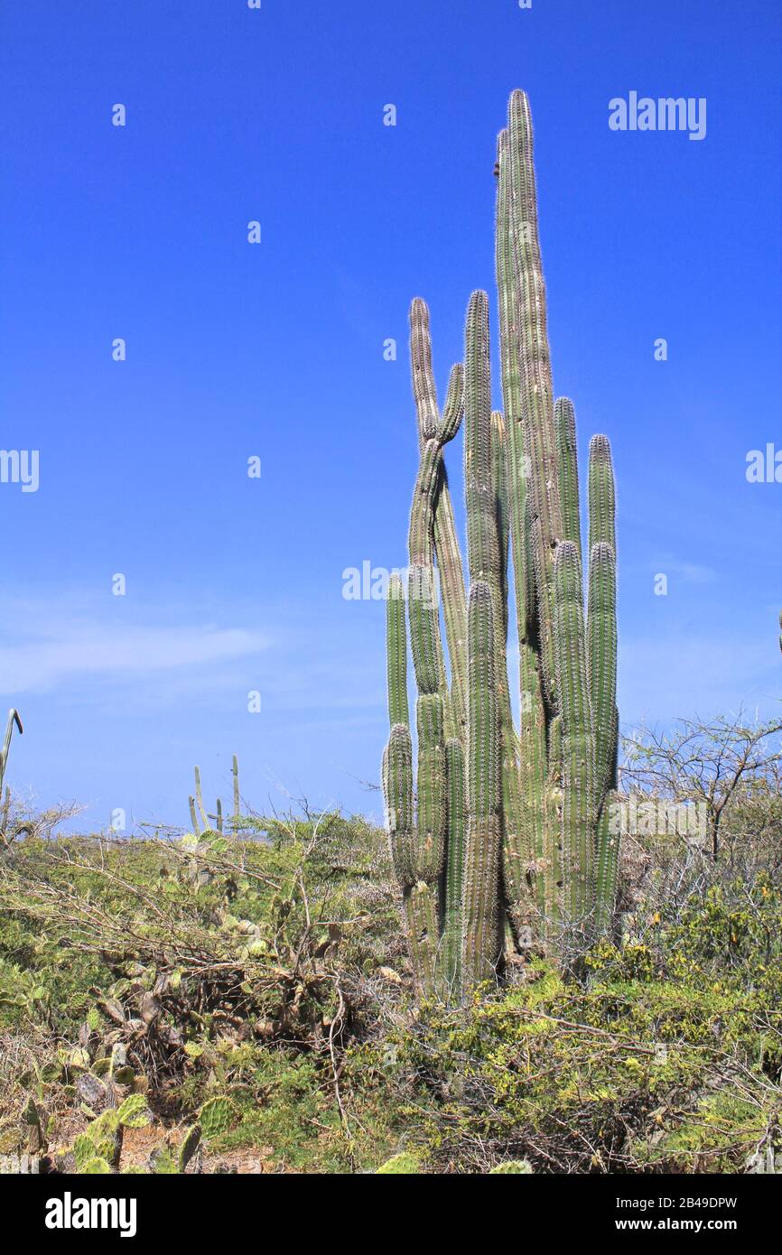 Cactus sull'isola di Aruba. Paesaggio naturale Foto Stock