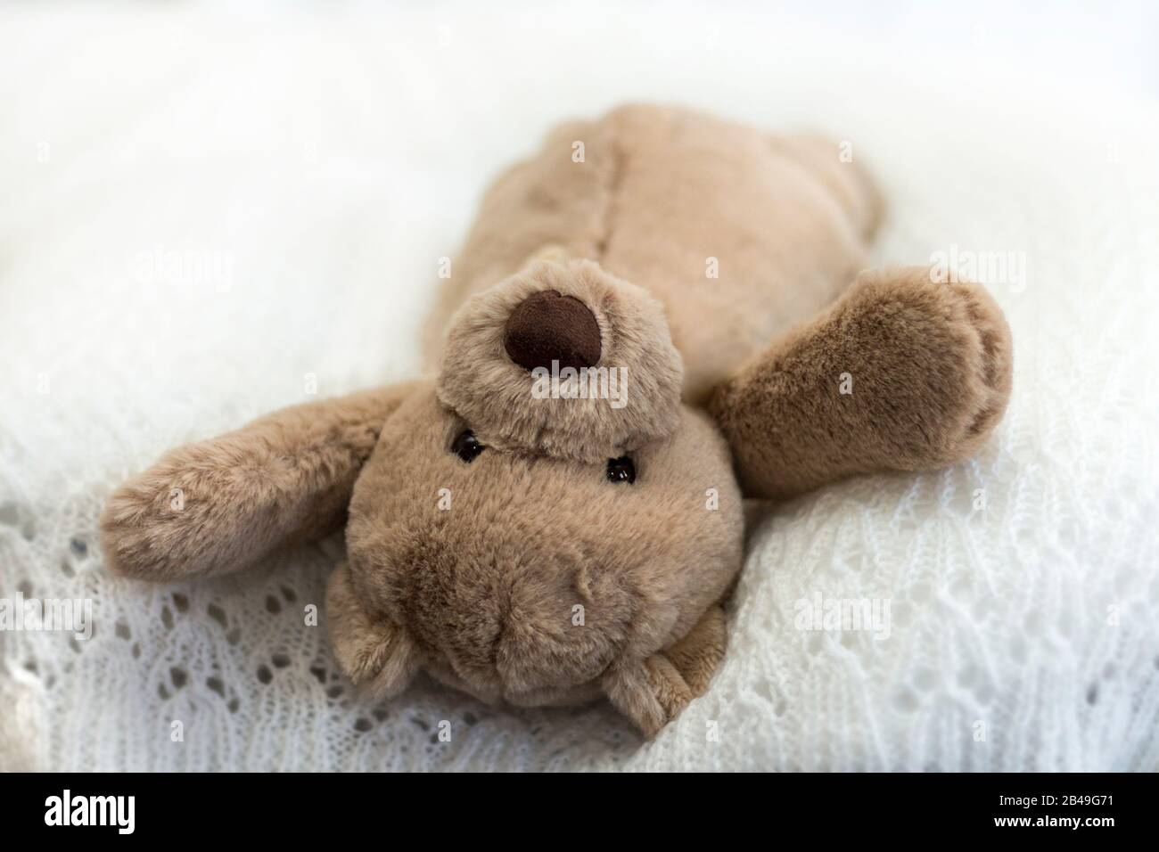 Orsacchiotto usato per le informazioni nella configurazione del set fotografico del bambino per l'illuminazione che posano le regolazioni della macchina fotografica e dello sfondo prima dell'introduzione del bambino Foto Stock