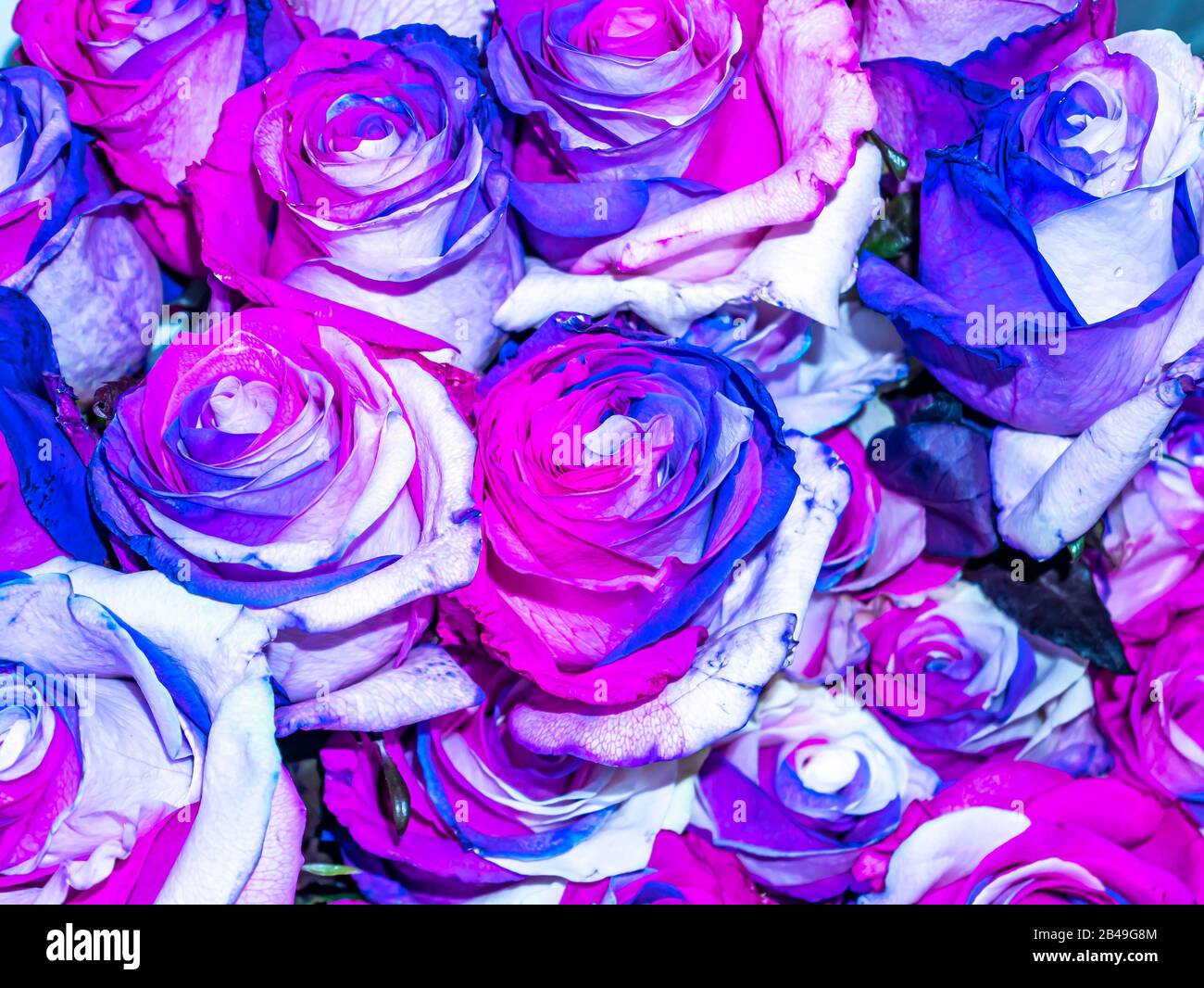 Bouquet festoso di fiori da giardino di rose blu e viola. Festa Delle  Madri. Compleanno. Bouquet nuziale. Giorno della memoria. Giornata  Internazionale Della Donna. Plac Foto stock - Alamy