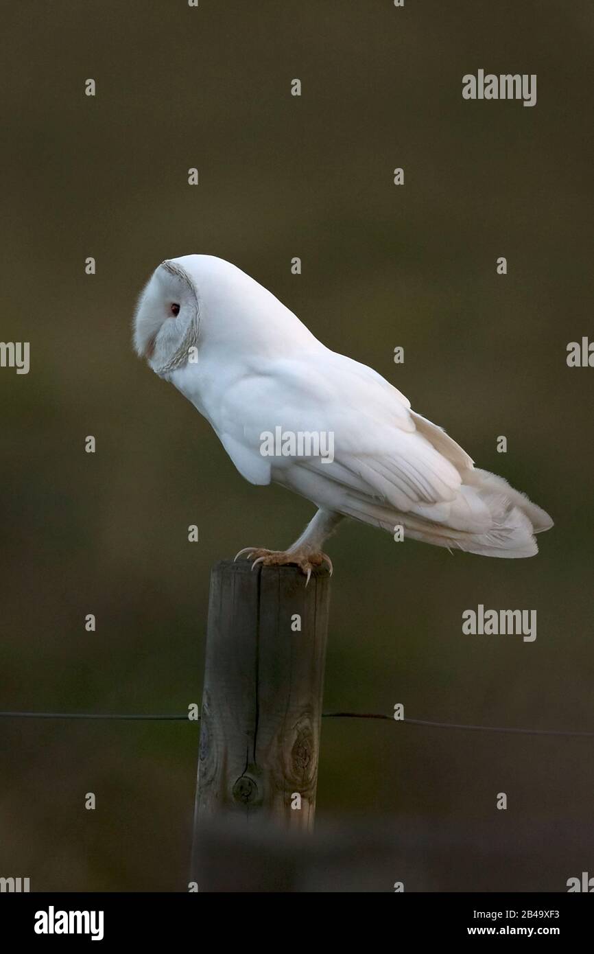 White Barn Owl (Tyto alba) leucistic Brown ino NWT Cley Marsh Norfolk UK Foto Stock