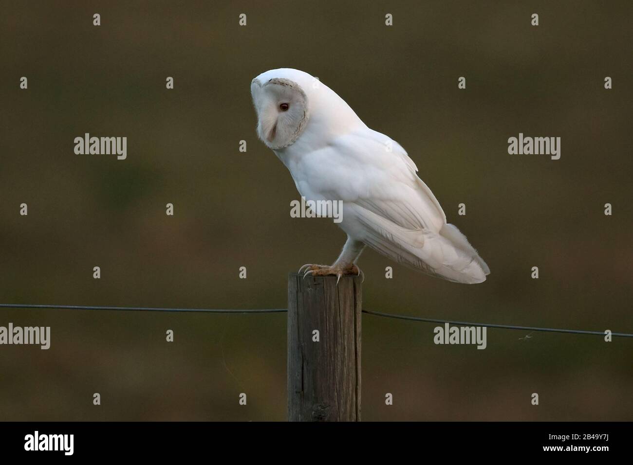 White Barn Owl (Tyto alba) leucistic Brown ino NWT Cley Marsh Norfolk UK Foto Stock