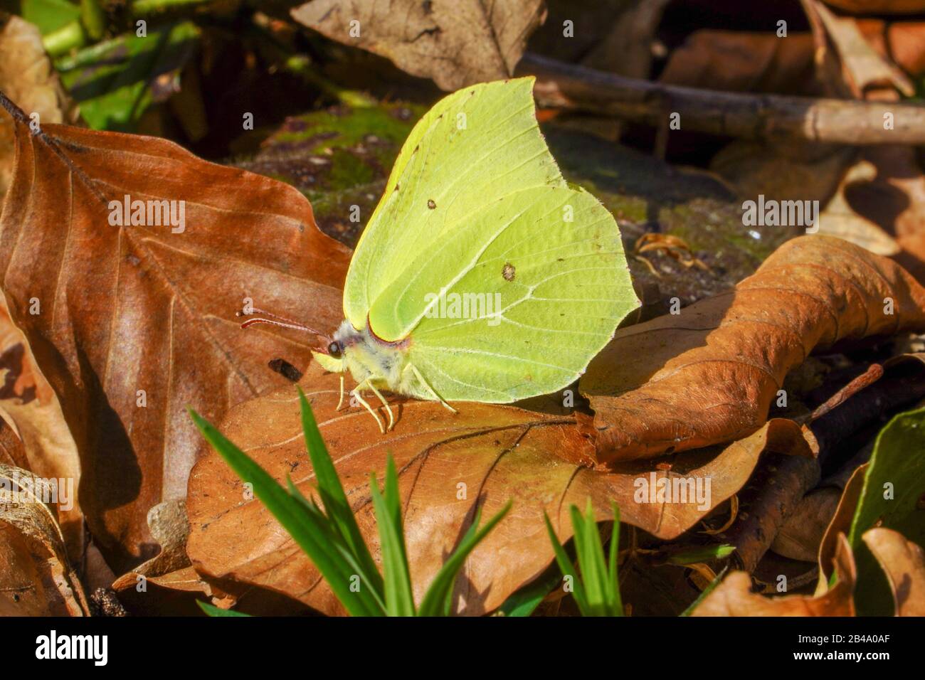 Farfalla verde su foglia con sfondo primavera. Foto Stock