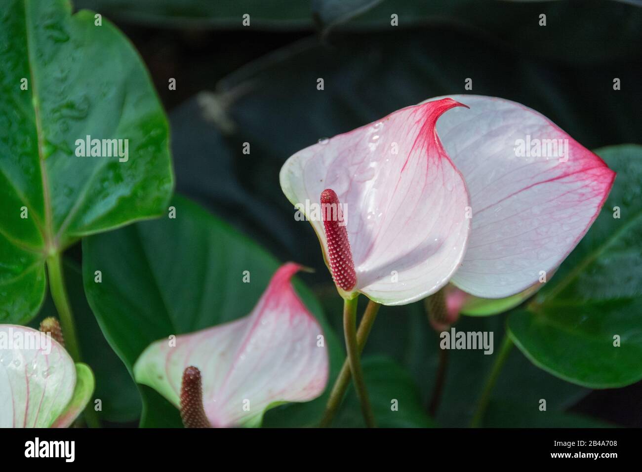 Anthurium Andraeanum nel Conservatorio Princess of Wales, Royal Botanic Gardens, Kew, Londra, Regno Unito Foto Stock