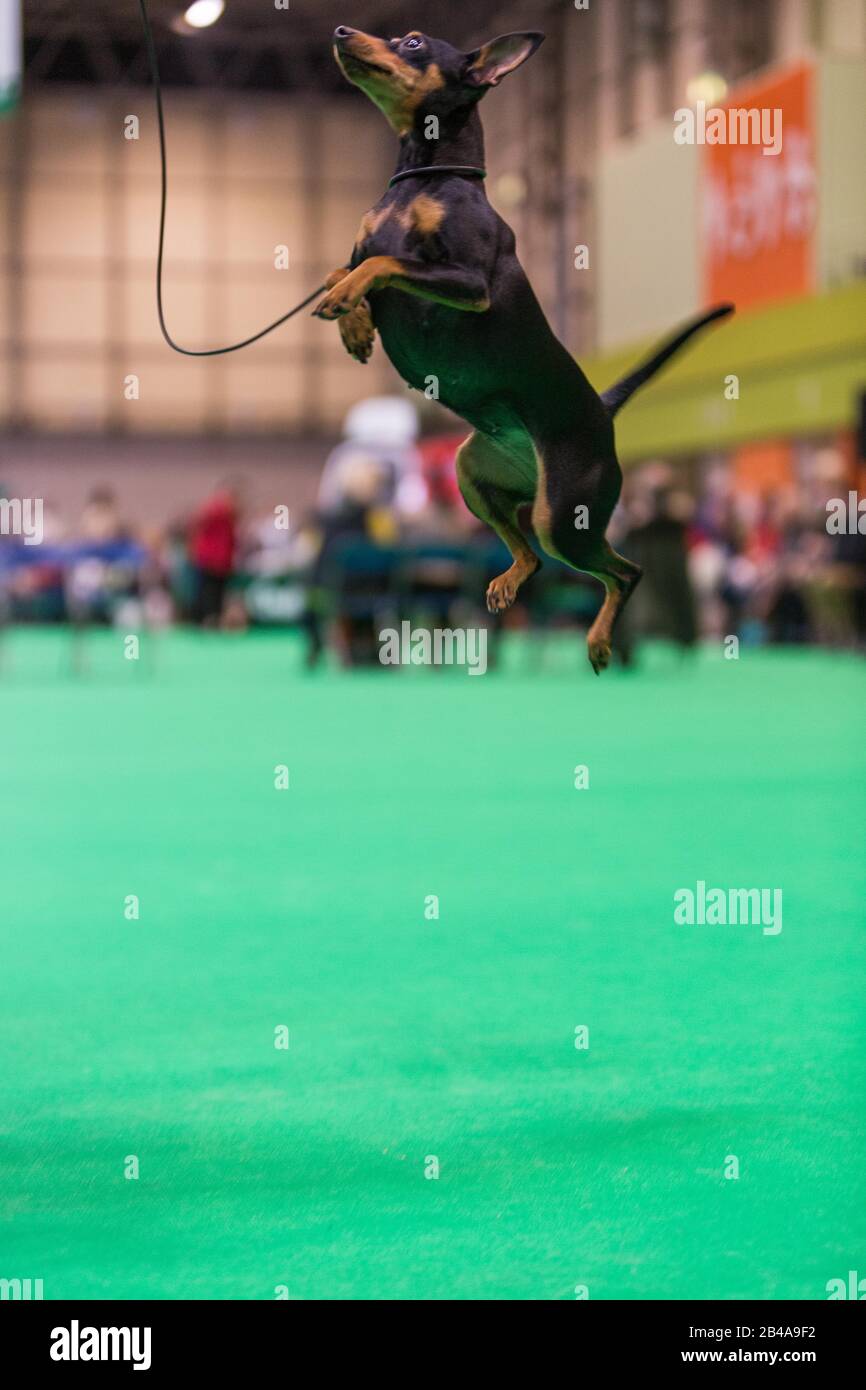 Birmingham, Regno Unito. 6th Mar, 2020. Agnes il Pincsher miniaturizzato mostra le sue abilità acrobatiche il secondo giorno di Crufts. Credito: Jon Freeman/Alamy Live News Credito: Jon Freeman/Alamy Live News Foto Stock