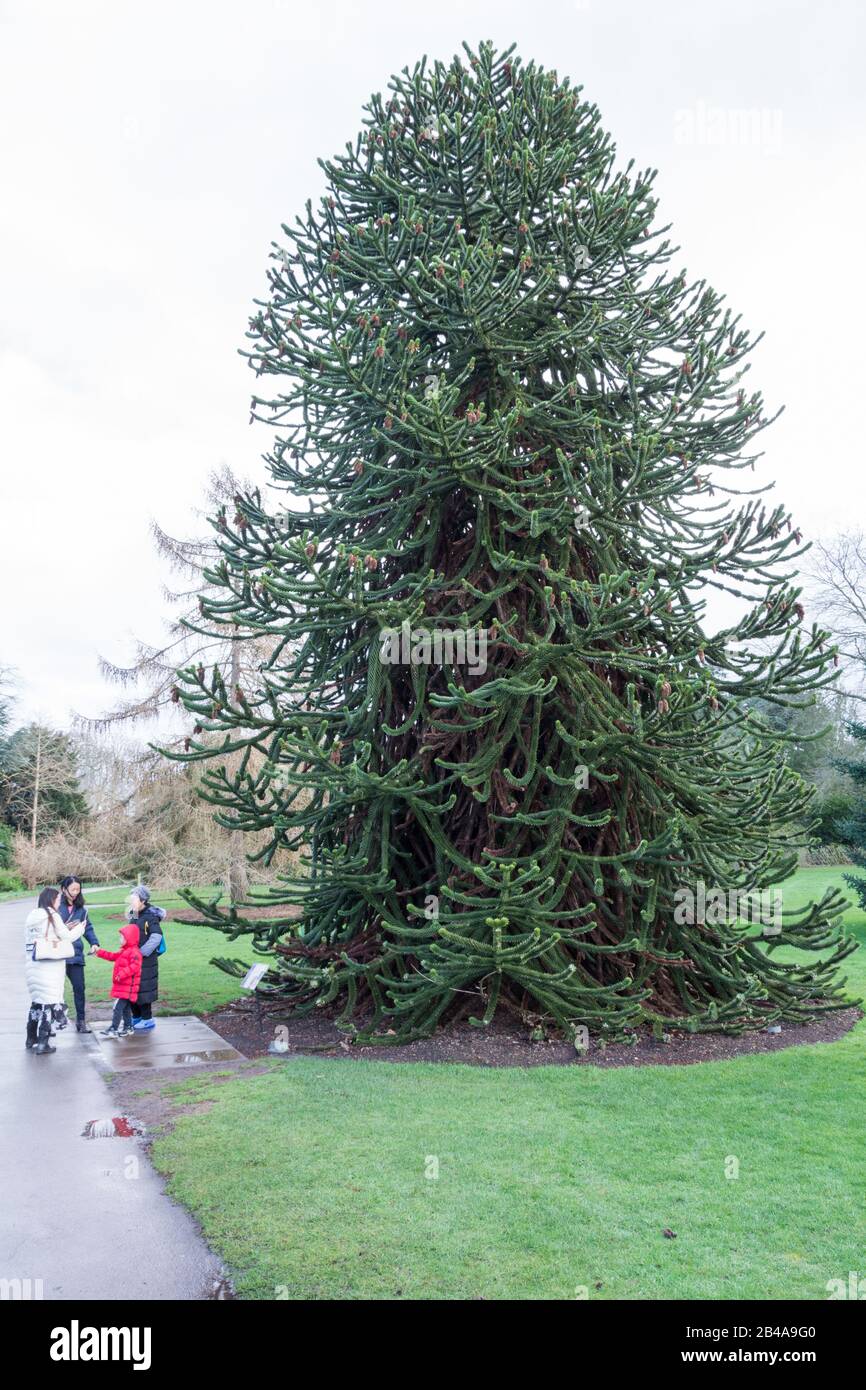 Monkey Puzzle (Chilian Pine) albero presso i Royal Botanic Gardens, Kew, Londra, Regno Unito Foto Stock