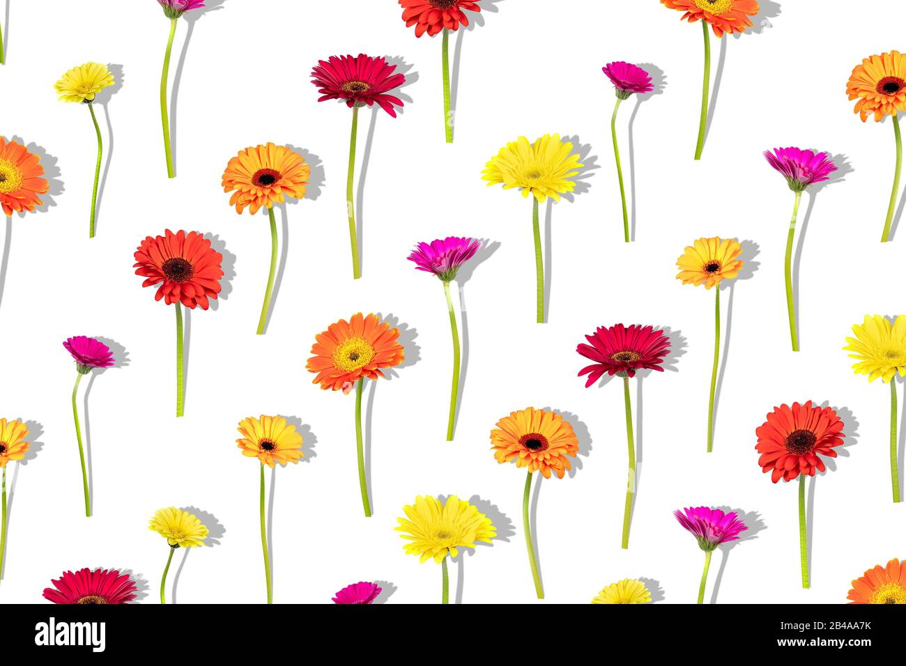 Composizione floreale con diversi colori fiori gerbera con ombra su sfondo bianco. Ripetizione di posa piatta, vista dall'alto. Foto Stock