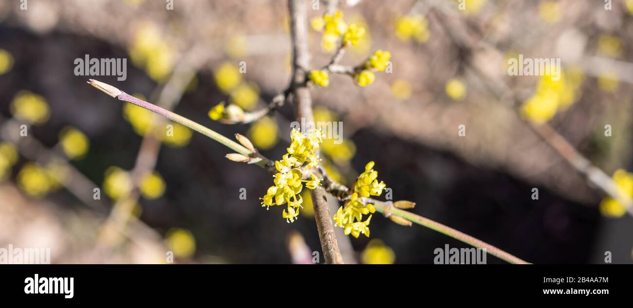 Fiori di ciliegio corneliano in primavera Foto Stock