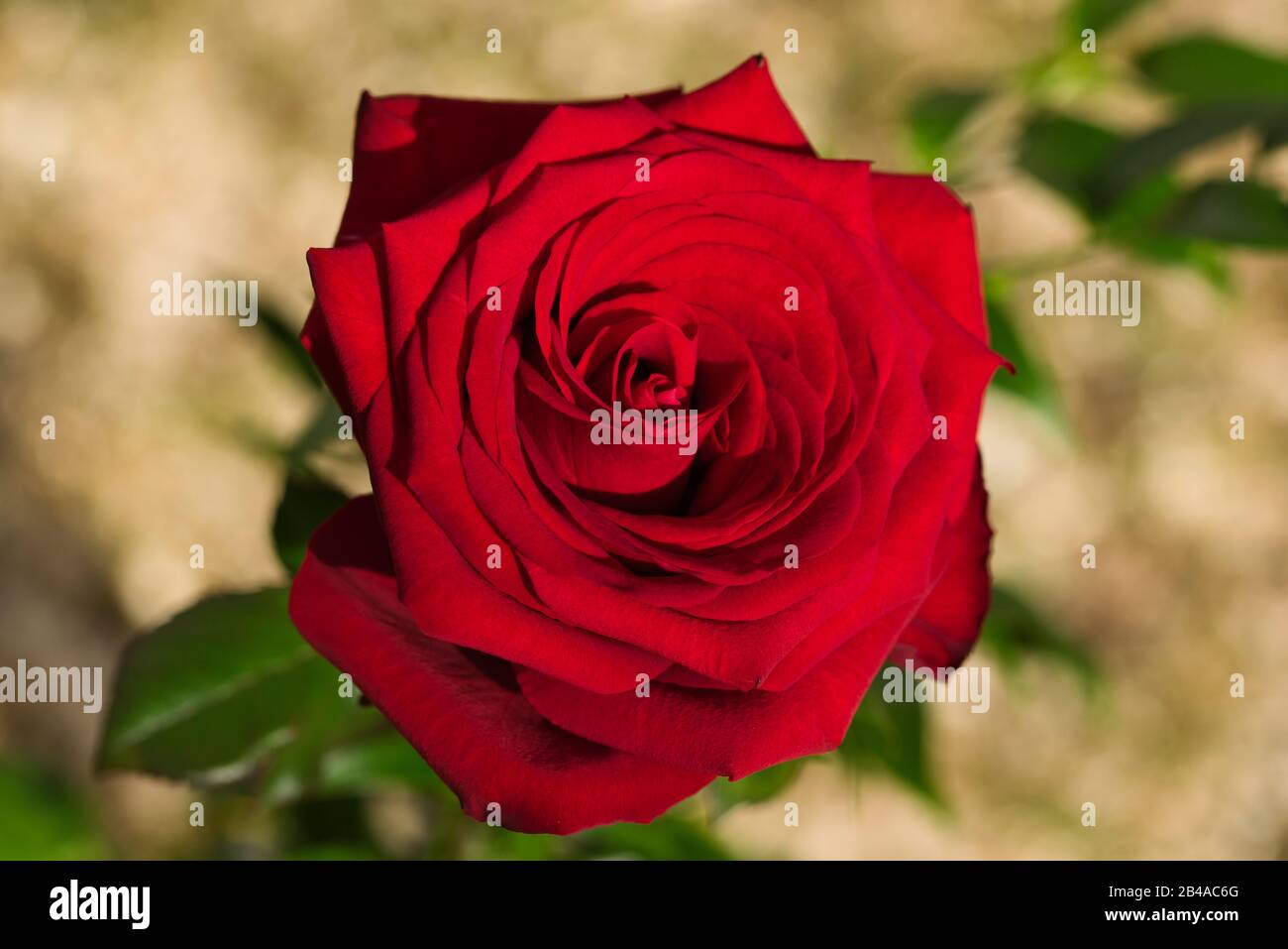 Fiore dell'amore Foto Stock