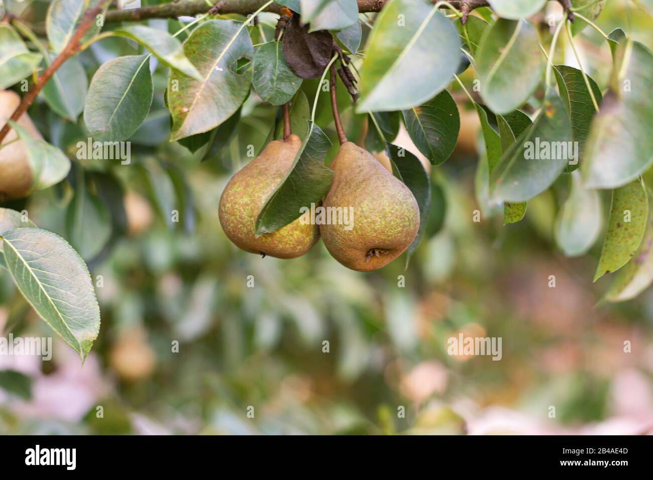 Vecchia varietà di pere sull'albero. Messa a fuoco selettiva Foto Stock