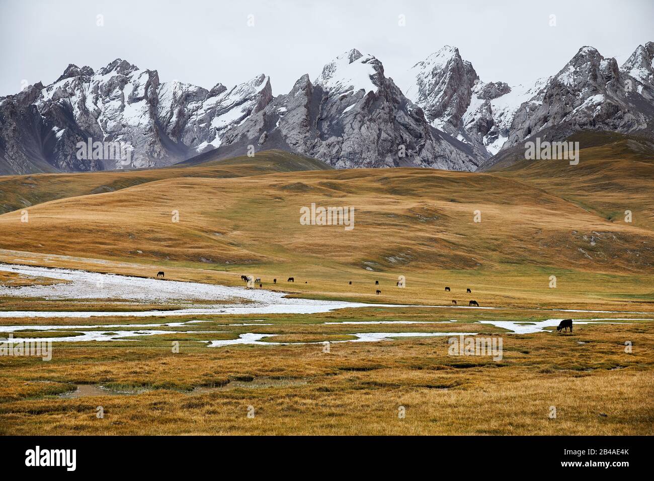 Mandria di cavalli che mangiano erba vicino al fiume nella valle di montagna del Kirghizistan, Asia centrale Foto Stock