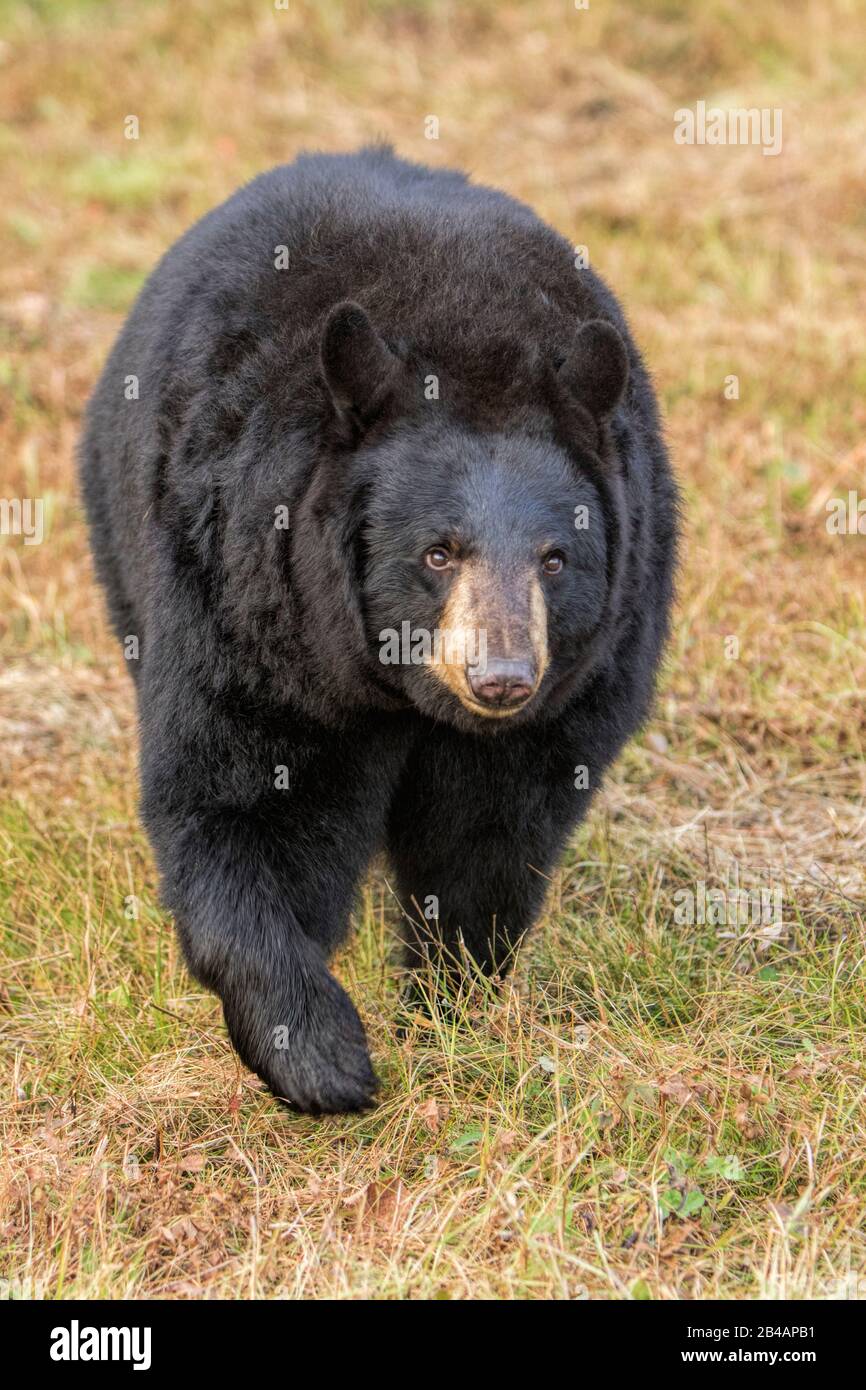 Black Bear, Ursus americanus, Captive, Minnesota, USA Foto Stock