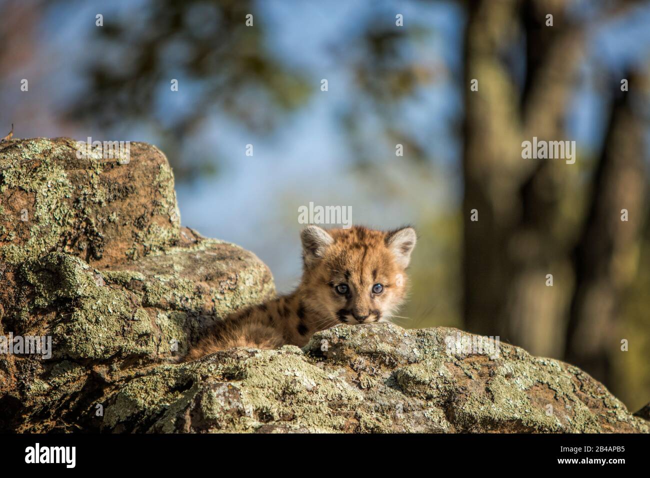 Cougar, Young Cub, Puma Concolor, Captive, Minnesota, Stati Uniti Foto Stock