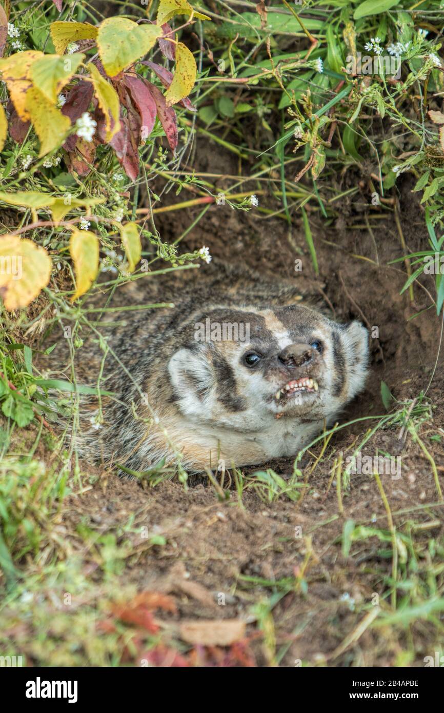 American Badger, Taxidea Taxus, Captive, Minnesota, USA, si nasconde in burrow Foto Stock