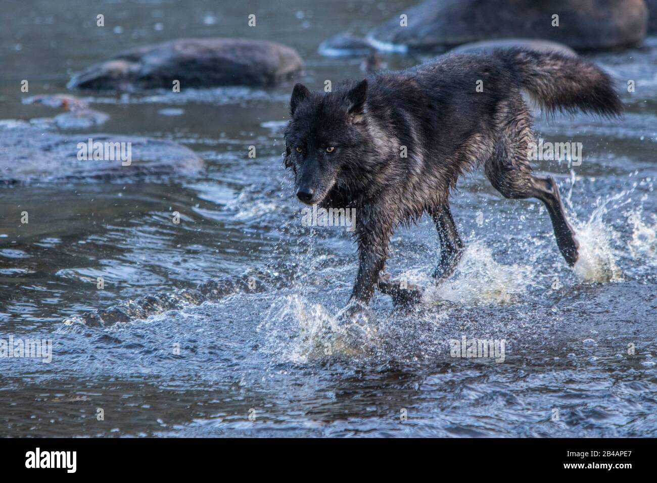 Grey Wolf, Canis lupus, Captive, Minnesota, USA, per fiume, schizzi, correre in acqua Foto Stock
