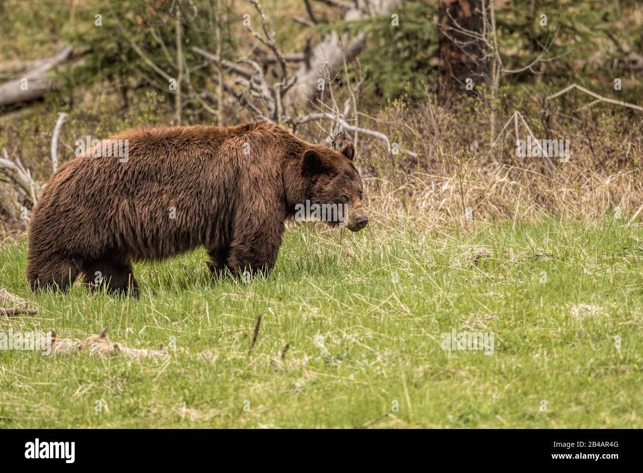 Grizzly Bear, Ursus arctos horribilis, Parco Nazionale di Yellowstone, Stati Uniti Foto Stock