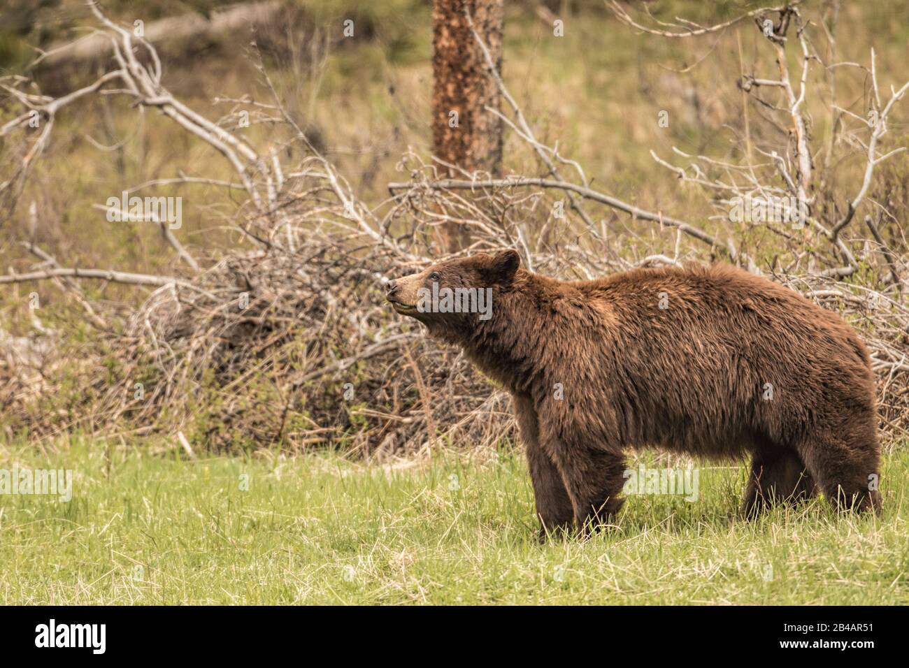Grizzly Bear, Ursus arctos horribilis, Parco Nazionale di Yellowstone, Stati Uniti Foto Stock