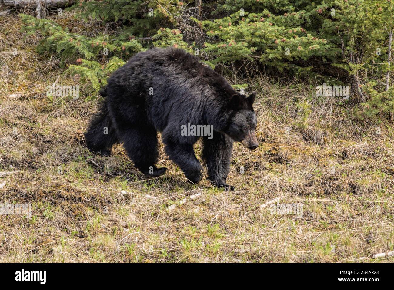 Black Bear, Ursus Americanus, Parco Nazionale Di Yellowstone, Stati Uniti Foto Stock