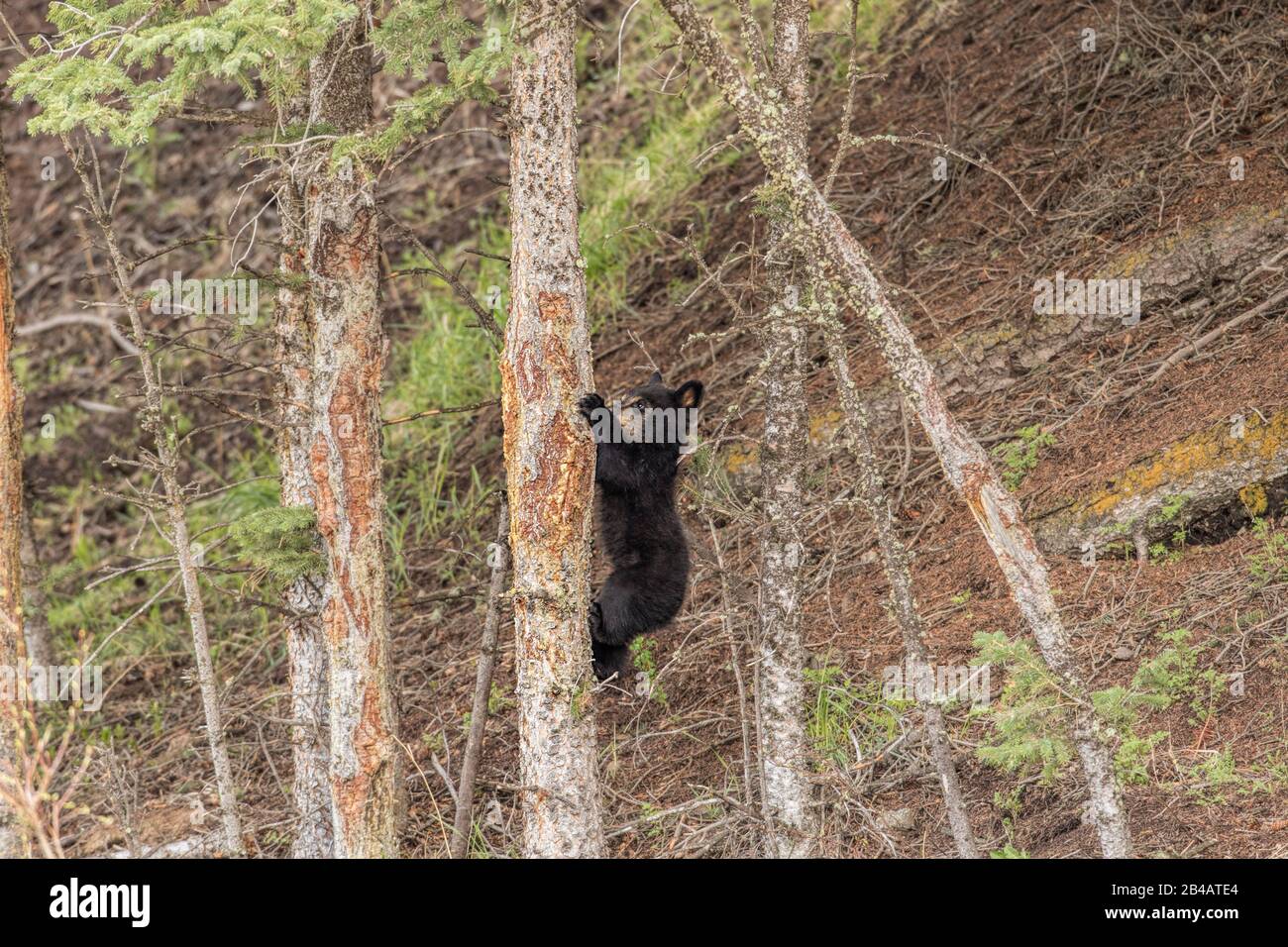 Black Bear, Ursus Americanus, Parco Nazionale Di Yellowstone, Stati Uniti Foto Stock