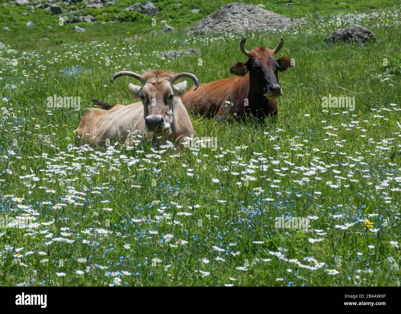 Due mucche diverse stanno riposando e ruminando sul prato dei fiori. Ci sono molte margherite bianche e dimenticare-me-not sul prato. Foto Stock
