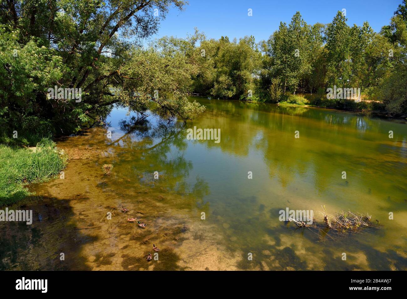 Francia, Mosa, Genicourt sur Meuse, Villiers sur Meuse, le rive del fiume Mosa Foto Stock