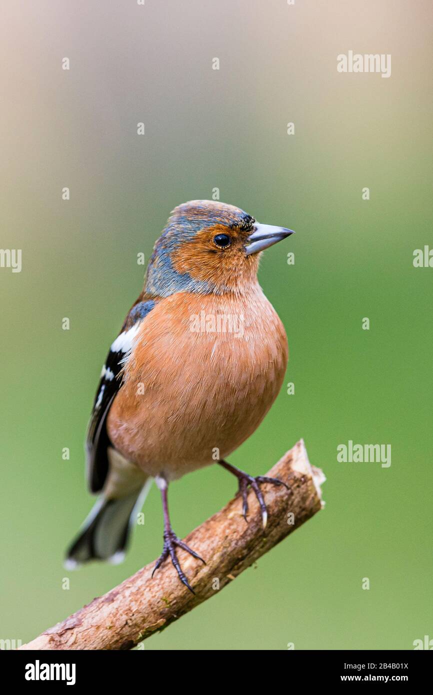 Maschio fringuello iniziare a guardare intelligente in fine inverno / primavera presto a metà del Galles Foto Stock