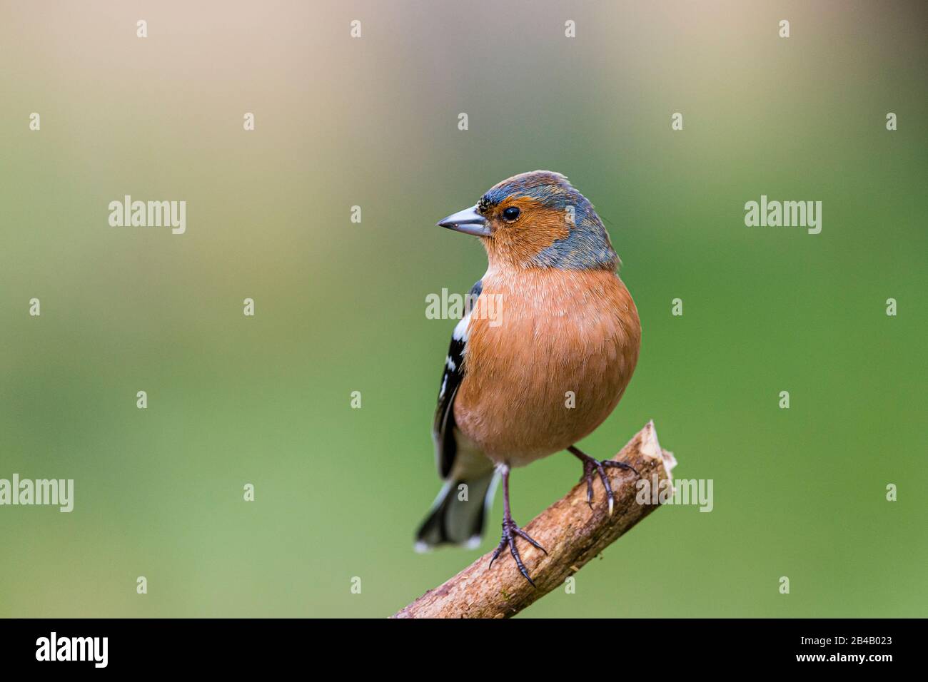 Maschio fringuello iniziare a guardare intelligente in fine inverno / primavera presto a metà del Galles Foto Stock