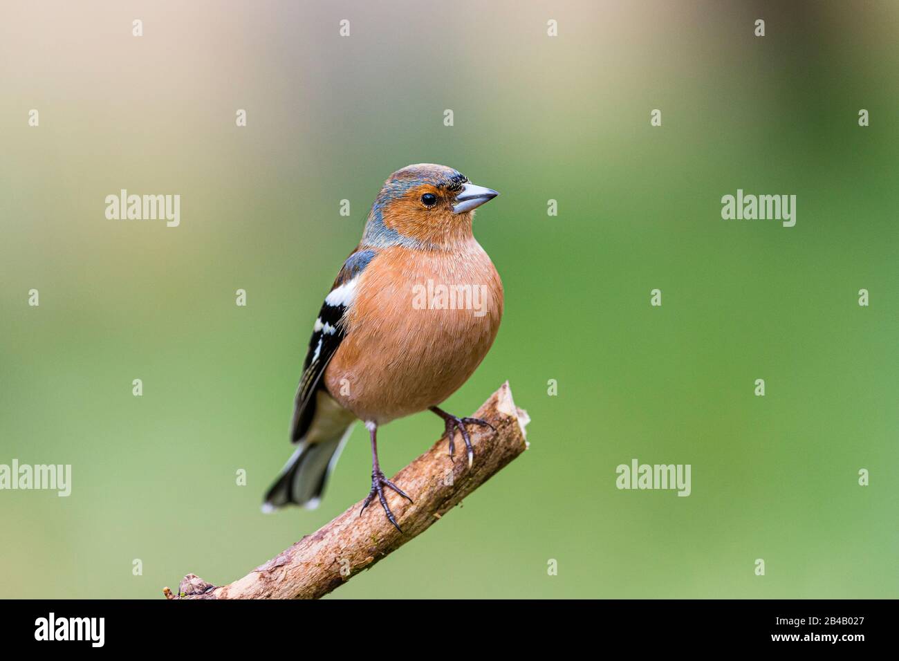 Maschio fringuello iniziare a guardare intelligente in fine inverno / primavera presto a metà del Galles Foto Stock