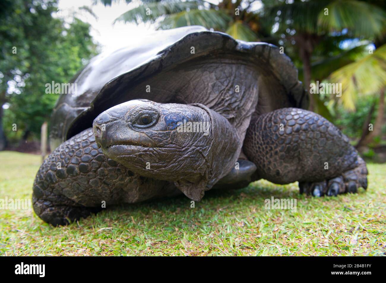 Seychelles, Praslin Island, Curieuse Island Reservoir di tartarughe terrestri giganti con un'aspettativa di vita di 120 anni Foto Stock